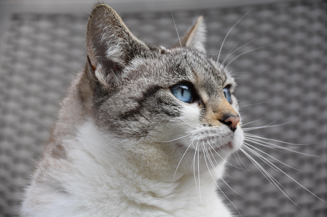 entdecken sie stilvolle und funktionale katzenmöbel für ihr zuhause. von kratzbäumen über höhlen bis zu komfortablen liegeplätzen – perfektes design für glückliche katzen!