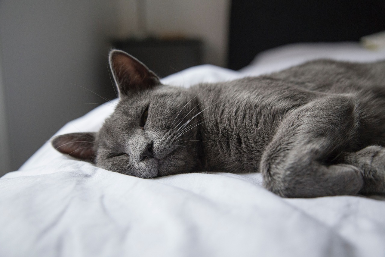 entdecken sie das perfekte katzenbett für ihren liebling! unsere gemütlichen, hochwertigen katzenbetten bieten komfort, sicherheit und stil – für ein glückliches und entspanntes haustier.