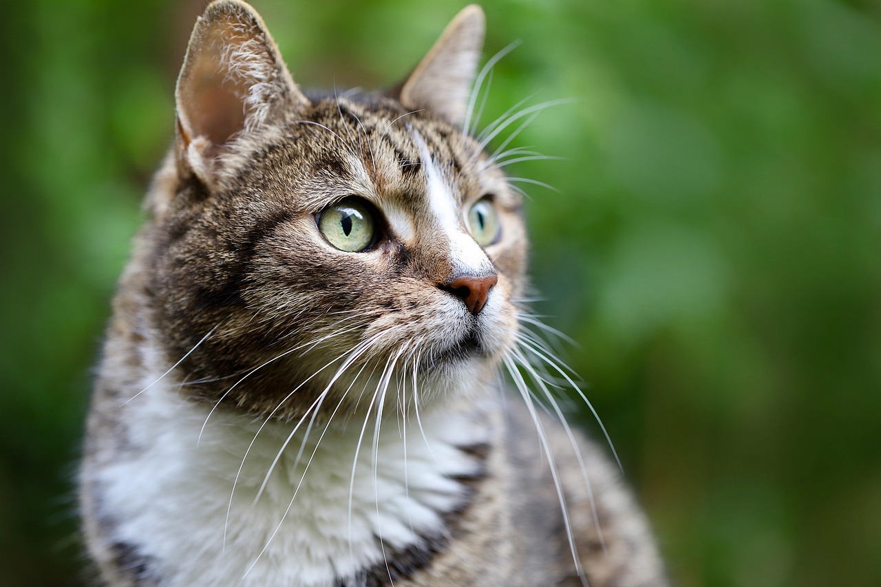 entdecken sie hochwertige katzenstreu für ein sauberes und hygienisches zuhause. unsere streu sorgt für geruchsfreie frische, einfache reinigung und wohlbefinden ihrer katze.