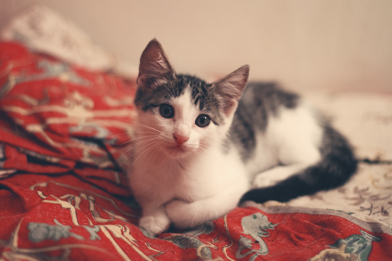 entdecken sie komfortable und stilvolle katzenbetten, die ihrer katze erholsamen schlaf bieten. finden sie das perfekte bett für ihren liebling – hochwertig, gemütlich und in vielen designs erhältlich.