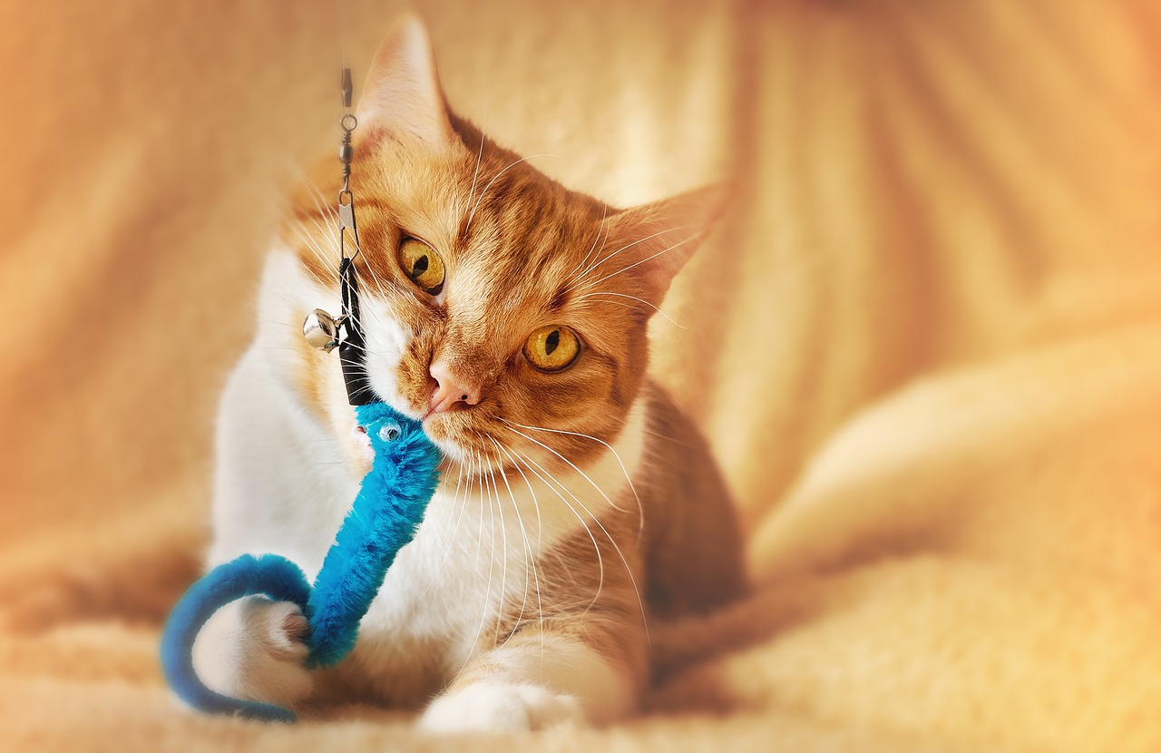 entdecken sie verschiedene größen von katzenspielzeug für jede katzenrasse und jedes alter. finden sie das perfekte spielzeug, um ihre katze zu beschäftigen und glücklich zu machen.