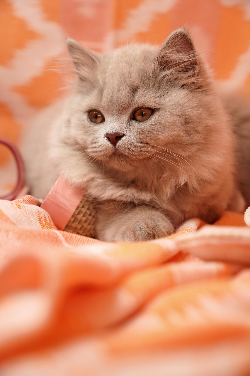 entdecken sie die besten katzenfuttermarken für eine ausgewogene und gesunde ernährung ihrer katze. hochwertige auswahl und zertifizierte qualität für zufriedene und gesunde katzen.