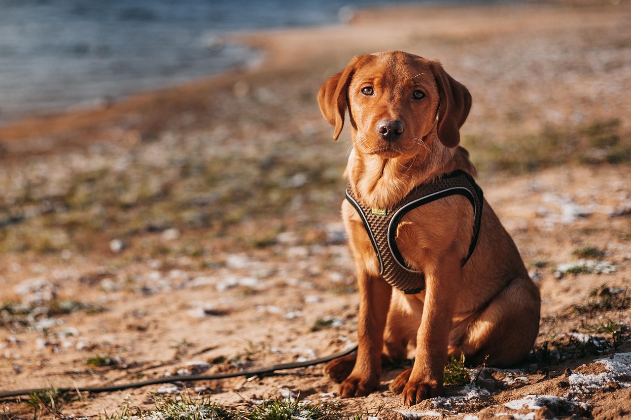 hochwertiges katzengeschirr für komfort und sicherheit – ideal für spaziergänge und outdoor-abenteuer mit ihrer katze.
