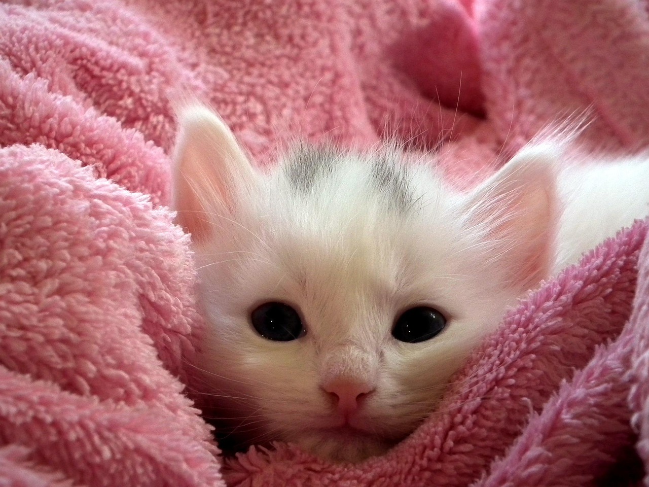 entdecken sie die connected cat blanket – die innovative, intelligente decke für katzen. sie verbindet komfort, technik und wohlfühlfaktor für ihr haustier. perfekt für moderne katzenbesitzer!