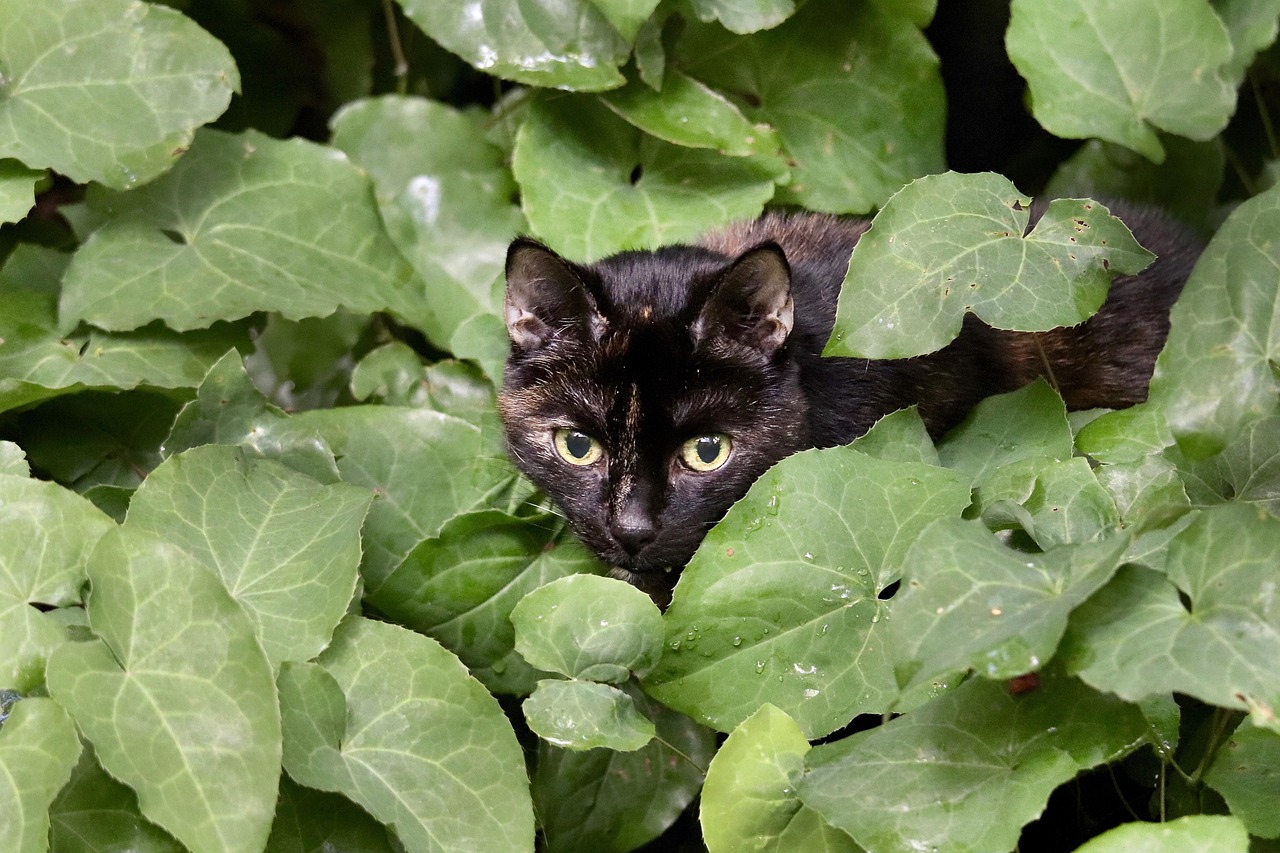 erfahren sie mehr über giftige materialien in katzengehegen und wie sie die sichere umgebung für ihre katze gewährleisten können.