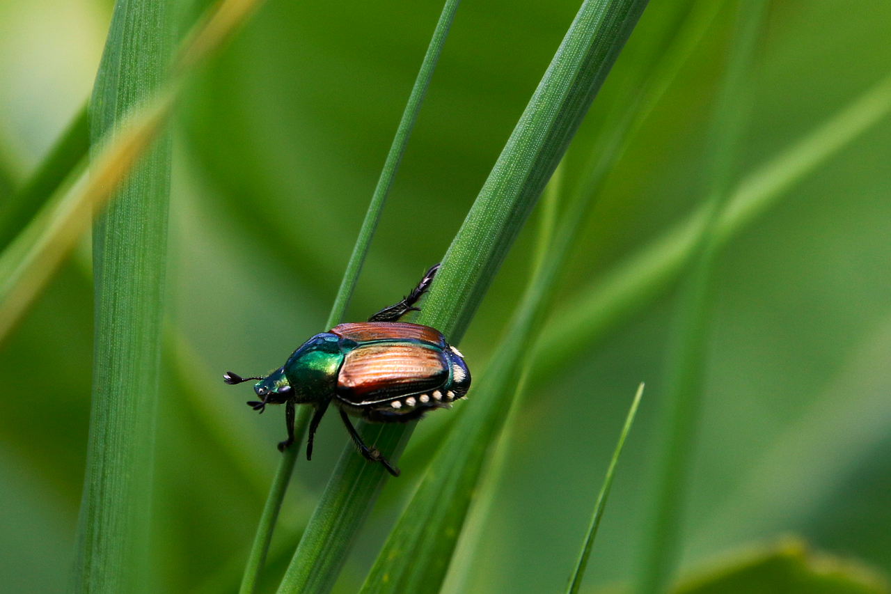 Welche Rolle spielt Biodiversität für Ökosystemdienstleistungen?