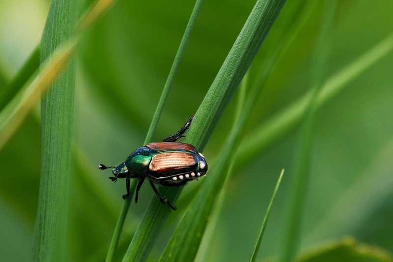 Welche Rolle spielt Biodiversität für Ökosystemdienstleistungen?