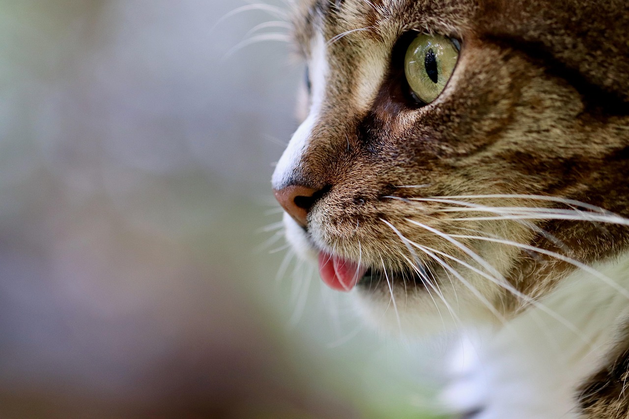 Welche sind die besten deutschen Katzenpuck-Marken?