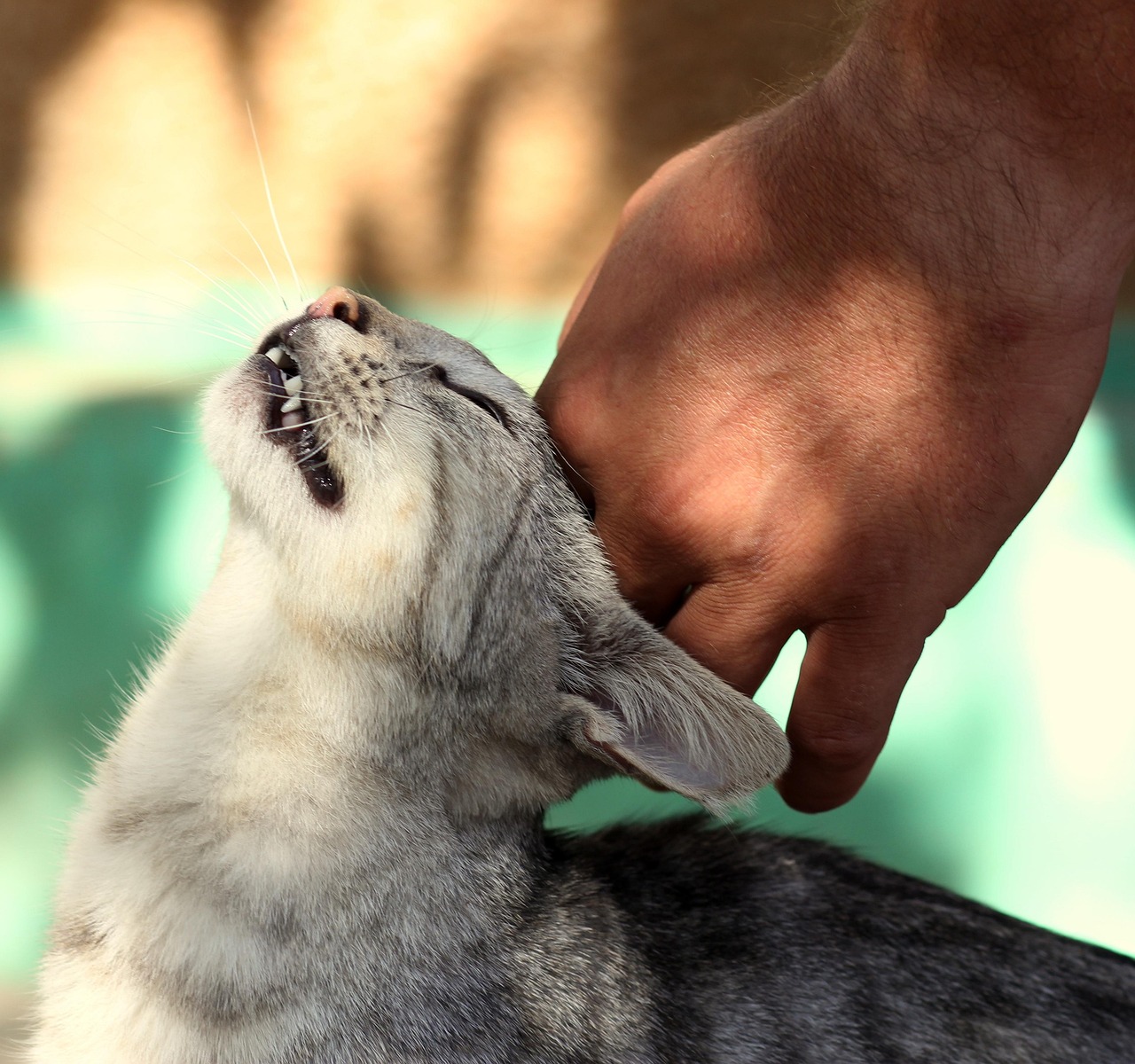 Wie trägt der Katzenpuck zum Wohlbefinden der Katze bei?