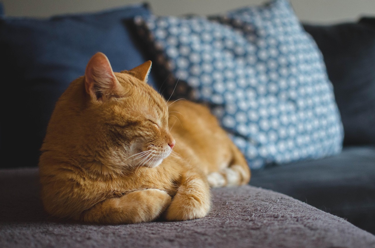 Wie beeinflusst der Katzenpuck das Verhalten von Katzen?
