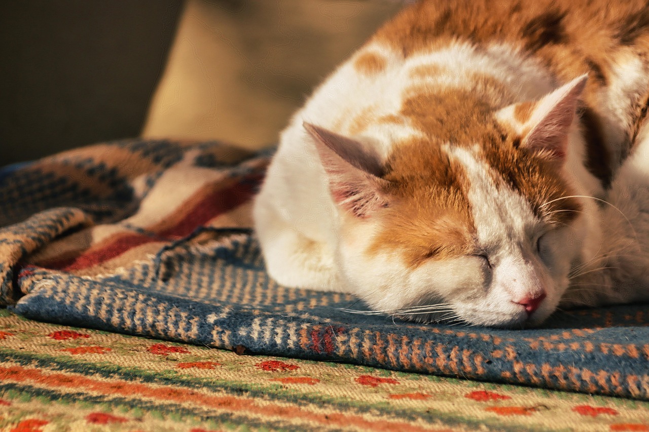 Welche Vorteile bietet ein vernetzter Katzenpuck?