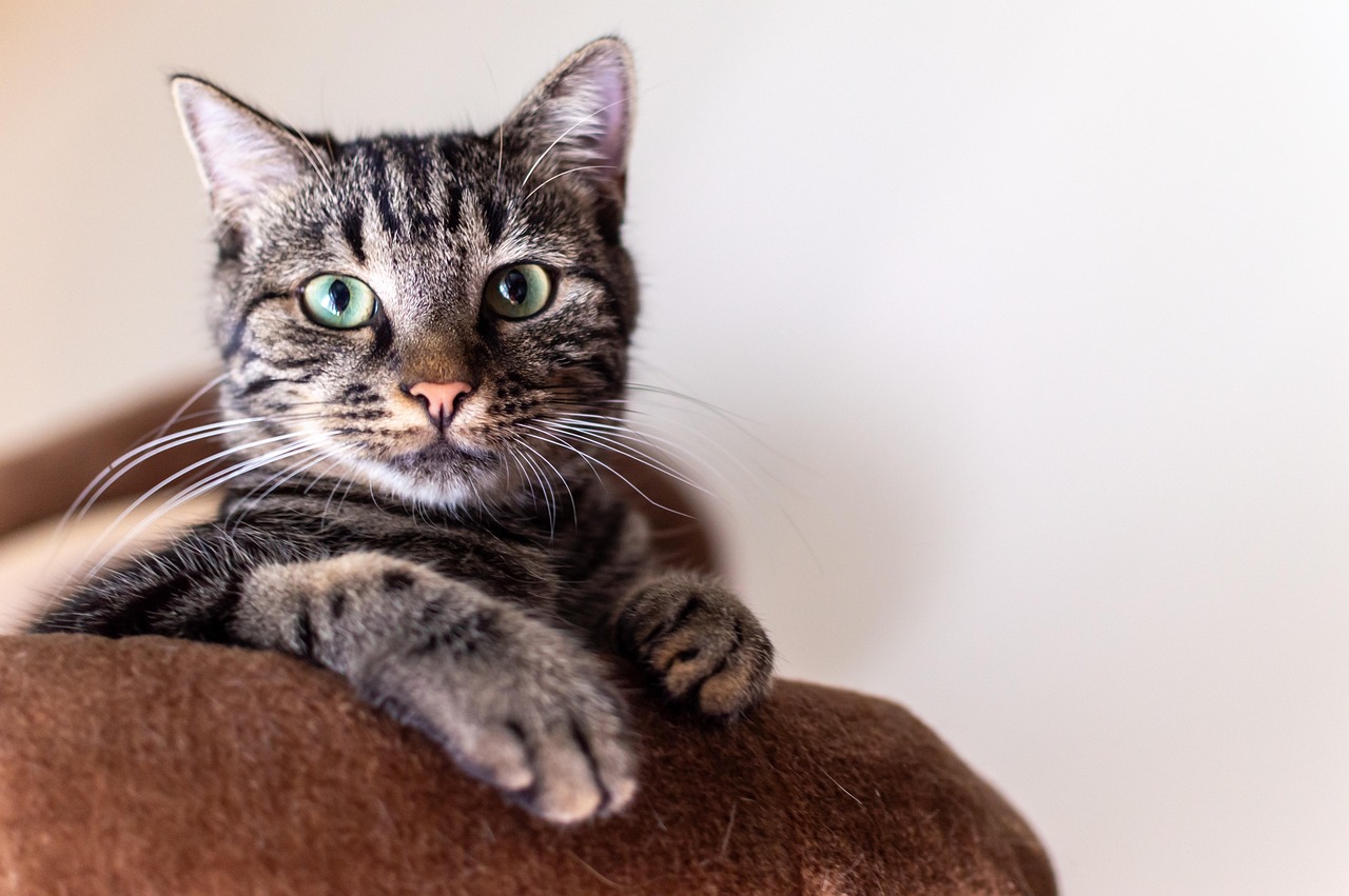 Wie revolutioniert der Katzenpuck die Welt des Katzenzubehörs?