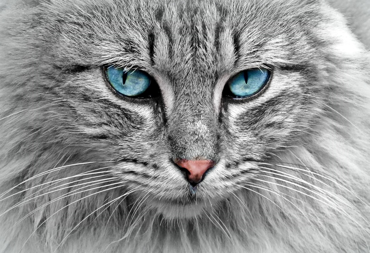 Warum empfehlen Tierärzte den Katzenpuck für gestresste Katzen?