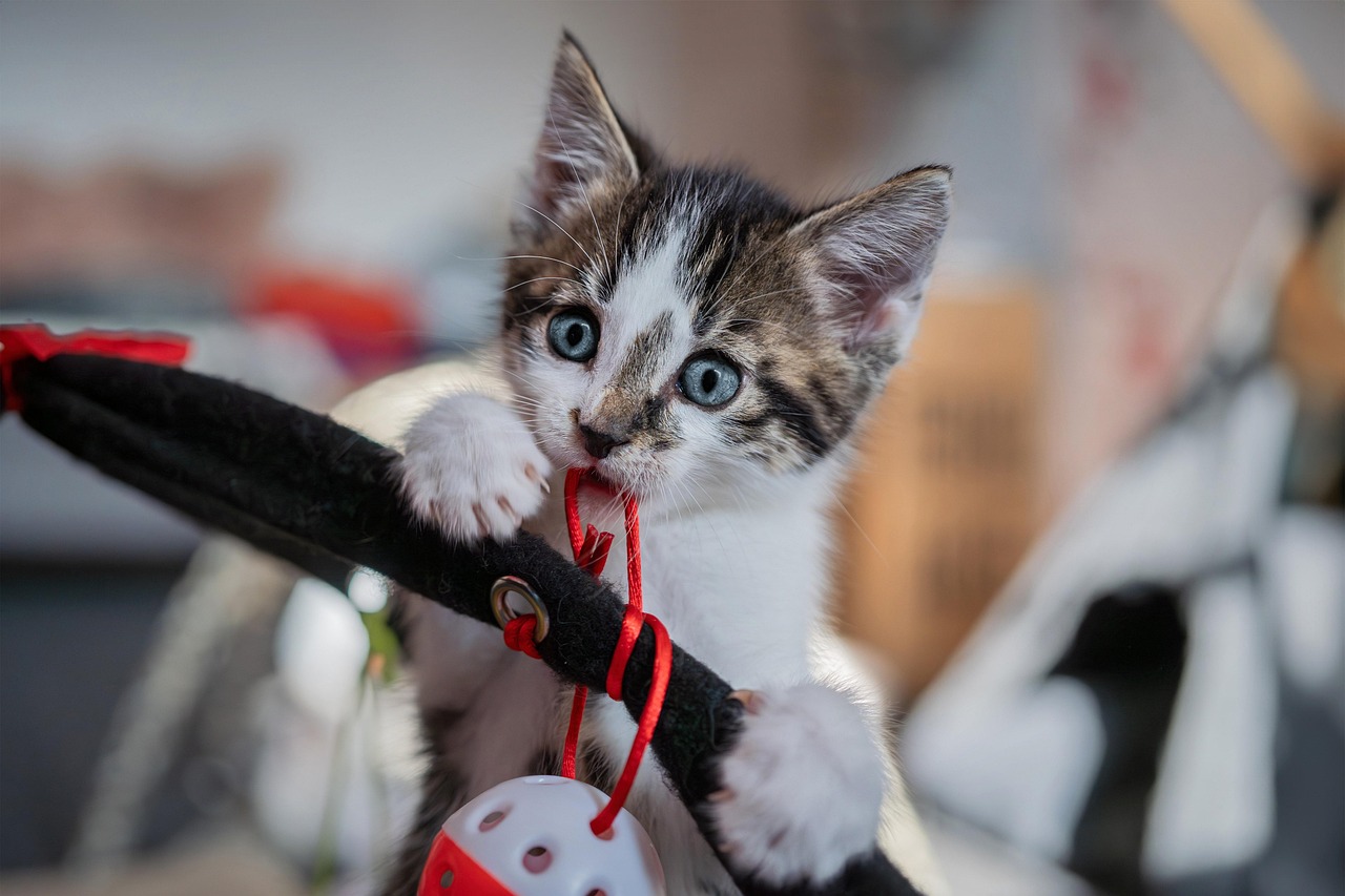 Wo gibt es den innovativsten Katzenpuck Deutschlands?