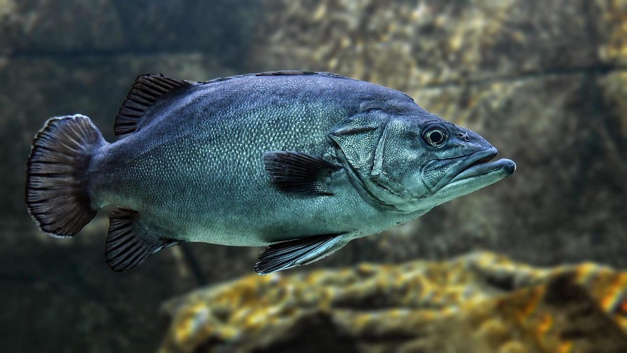 Wie funktioniert unter Wasser kommunizieren mit Technologie?