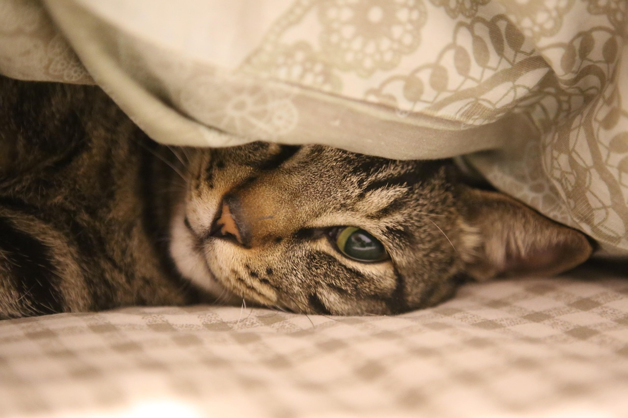 Wie wählen Sie den besten Katzenpuck für Ihre Hauskatze aus?